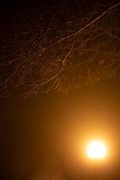 城市夜景 在秋天的雾中 一盏灯的光芒和黑暗的枝条 小巷上的黄雾景观 — 图库照片