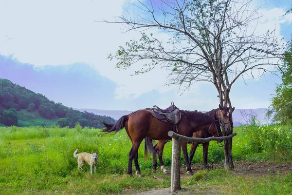 Dwa Brązowe Konie Przywiązane Samotnego Drzewa Podnóża Góry Białym Psem — Zdjęcie stockowe