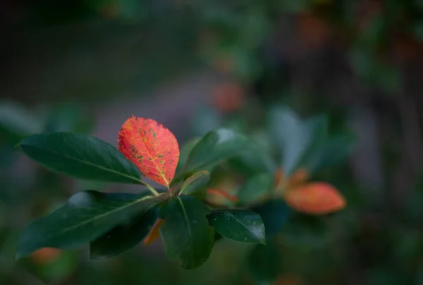 Beau Paysage Sombre Coloré Dans Des Tons Verts Une Branche — Photo