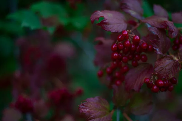 红色的维伯纳姆浆果在布什的绿叶和秋天红叶药草 浆果收获 — 图库照片