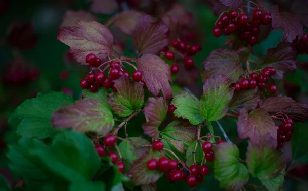 Piros Viburnum Bogyók Egy Bokor Zöld Őszi Piros Levelek Gyógynövények — Stock Fotó