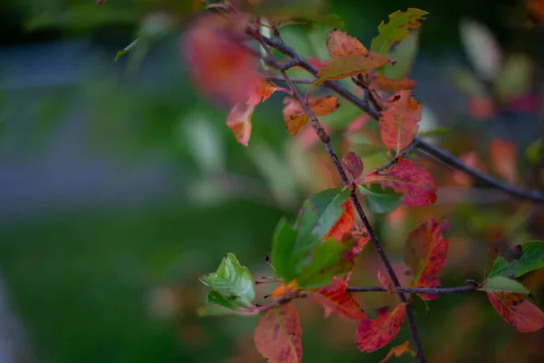 美丽的五彩缤纷的秋天景色 绿红的色调 枝干多汁的绿叶 秋天的红叶 — 图库照片