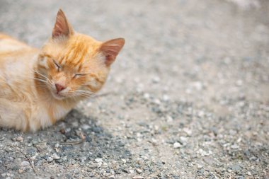 Güzel, sevimli kırmızı bir kedi yerde yatıyor. Daha da önemlisi, tembel ve memnun.