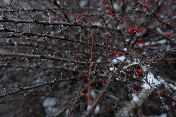 Bush Con Bayas Rojas Ramas Espinosas Nieve Jardín Invierno Una — Foto de Stock