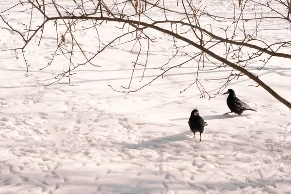 Zwei Schwarze Krähen Spazieren Weißen Schnee Unter Einem Baum Mit — Stockfoto