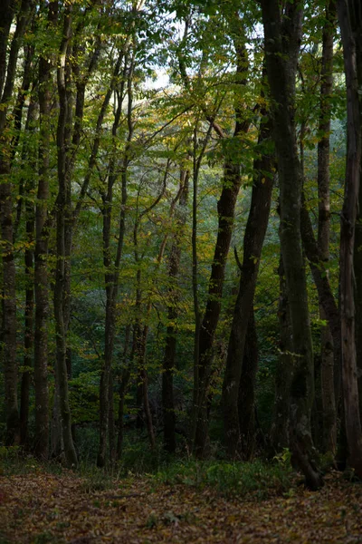 Güzel Orman Manzarası Ağaçlar Dallar Yapraklar Arasında Gökyüzü Yeryüzü Yapraklarıyla — Stok fotoğraf