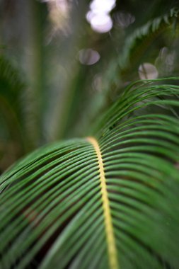 Bir palmiye ağacının arka planına ve güneşin parlaklığına yakın çekim yapan zengin yeşil renkli bir palmiye yaprağı.