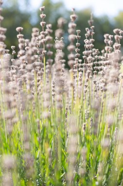 Yazın çimenlikte açan otlar ince, güzel lavanta sapları.