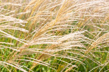 # Rüzgâr bozkırında savrulan çayırlarda #