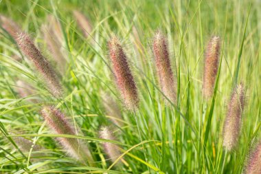 Kırmızı tohumlu güzel tüylü dikenler. Yazın çayır çimenleri.