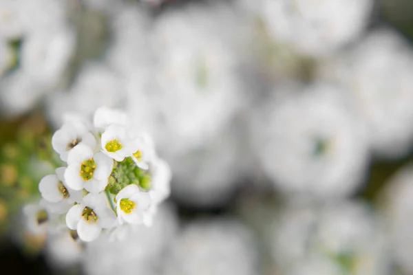 Belles Petites Fleurs Blanches Avec Des Centres Jaunes Sur Une — Photo