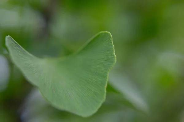 Leaf Ginkgo Tree Medicinal Plant Useful Mind Memory — Stockfoto