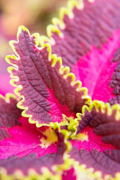 Coleus Uma Planta Com Brilhante Folhas Coloridas Roxo Rosa Verde — Fotografia de Stock