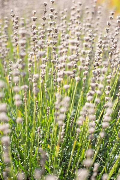 Травы Цветут Летом Лугу Тонкие Красивые Стебли Лаванды — стоковое фото