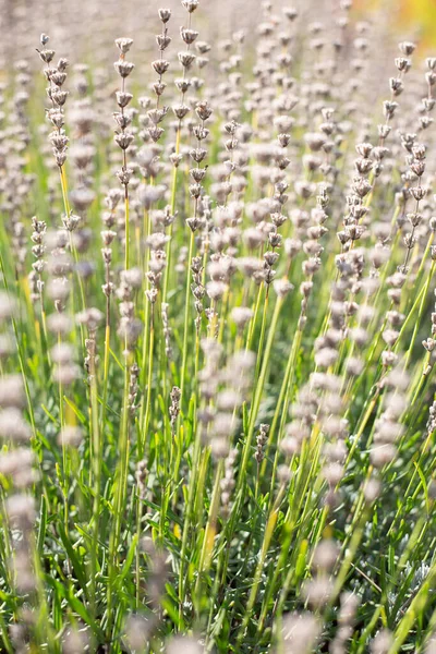 Ervas Florescendo Verão Prado Fino Belas Hastes Lavanda — Fotografia de Stock