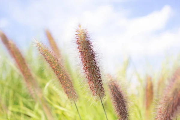 Espiguetas Fofas Bonitas Com Sementes Vermelhas Gramíneas Prado Campo Verão — Fotografia de Stock