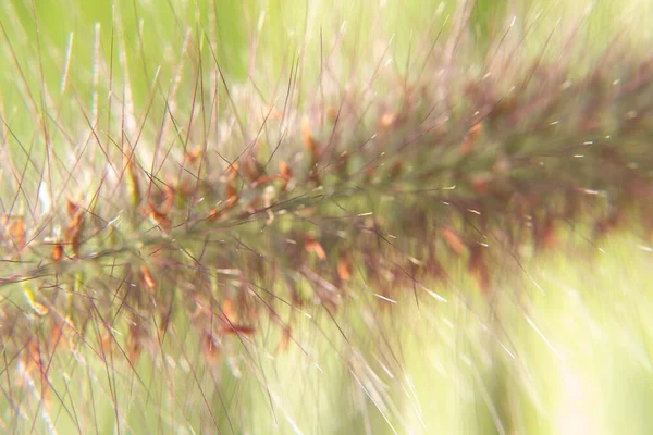 Пушистые Шпильки Красными Семенами Летом Поле Подкармливают — стоковое фото
