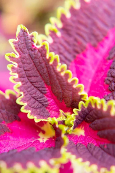 Coleus Eine Pflanze Mit Hellen Bunten Blättern Violett Rosa Und lizenzfreie Stockfotos