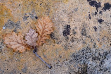 Üç sonbahar meşe yapraklı bir dal. Resimli bir taşın üzerinde.