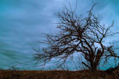 Mavi, kasvetli, soğuk bir gökyüzüne dalları olan yalnız bir ağaç.