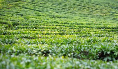 Yeşil çay tarlaları - çay ekimi, yeşil çay yapraklı çay çalıları ve meyveler.