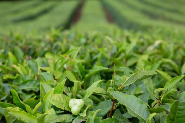 Green tea plantations - tea cultivation, tea bushes with green tea leaves and fruits on them