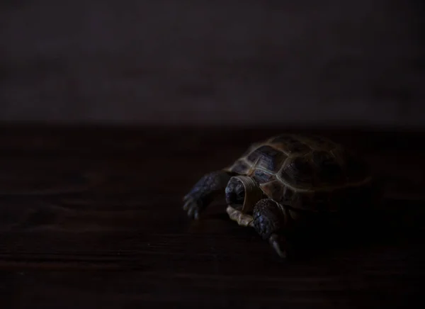 Cute Asian land turtle on dark background