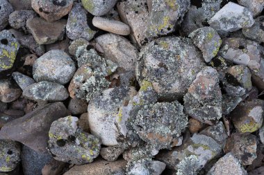 Güzel taş zemin: farklı boyutlarda renkli yosunlarla kaplı taşlar