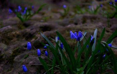 Bahar çiçekleri. Yağmurlu, kasvetli bir günde ormanda mavi aynasızlar çiçek açar.
