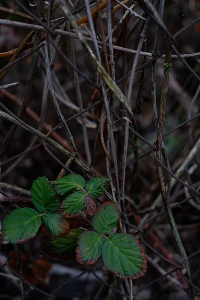 Baharın Bahçesindeki Gri Çitin Kuru Dalları Arasında Yeşil Yapraklar — Stok fotoğraf