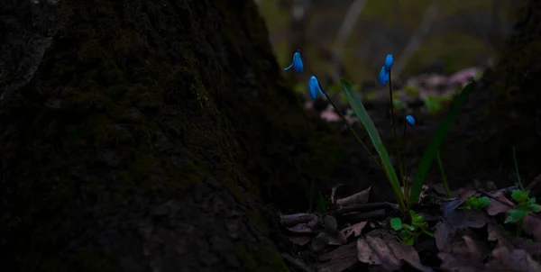 Fleurs Printanières Les Copses Bleus Fleurissent Dans Forêt Par Jour — Photo