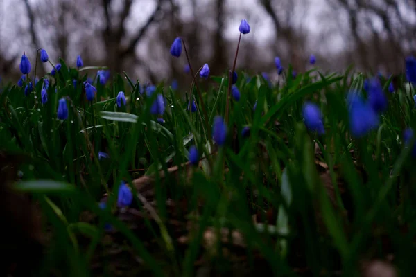 Bahar Çiçekleri Yağmurlu Kasvetli Bir Günde Ormanda Mavi Aynasızlar Çiçek — Stok fotoğraf