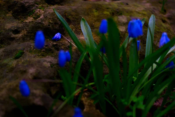 Flores Primavera Flores Azules Bosque Día Lluvioso Sombrío —  Fotos de Stock