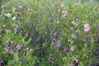 Bahçede açan bahar ağaçları - dallarda yeşil yapraklarla pembe çiçekler