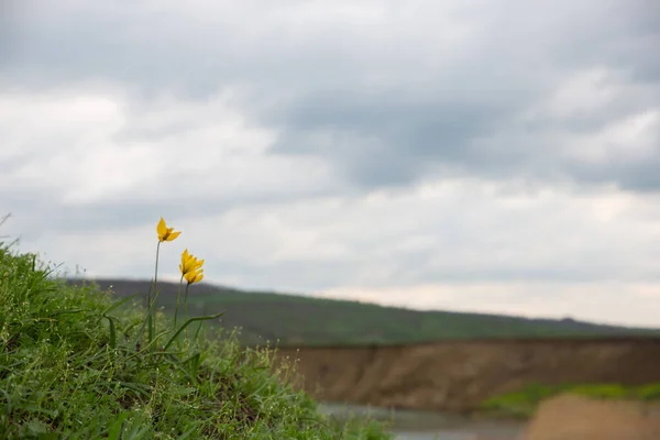 Trzy Żółte Dzikie Tulipany Klifie Nad Rzeką Tle Zachmurzonego Nieba — Zdjęcie stockowe