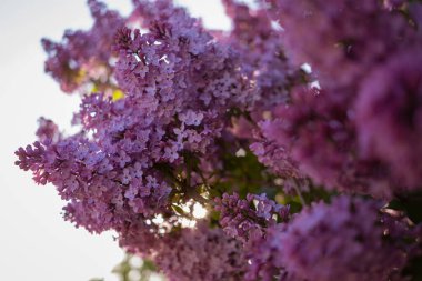 Güneşli bahar ışığında açan güzel leylak dalları