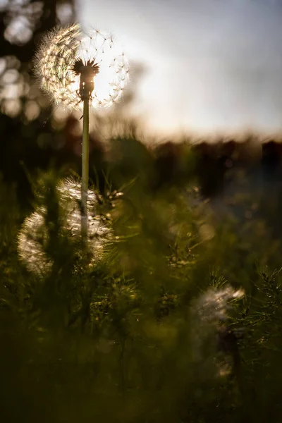 Ljus Maskros Sommarträdgården Solen — Stockfoto