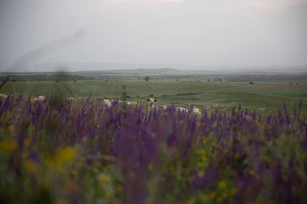 Stado Owiec Wypasa Się Pięknej Dużej Zielonej Łące Kwitnącym Polu — Zdjęcie stockowe