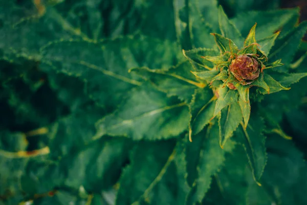 Красива Зелена Квітуча Рослина Гострим Листям Красивий Природний Фон — стокове фото