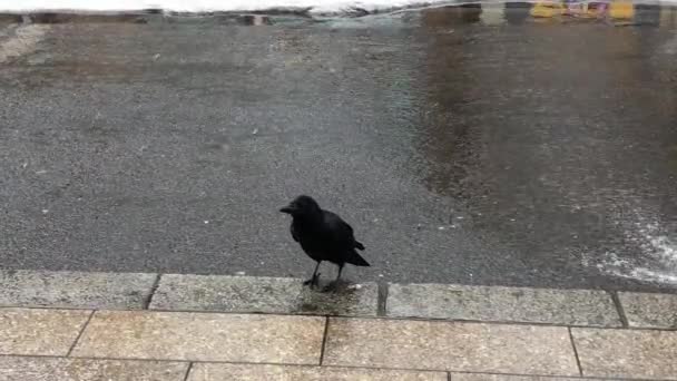 Птица - Черный ворон (Corvus corax) в зимнее время. В поисках чего-нибудь поесть. — стоковое видео