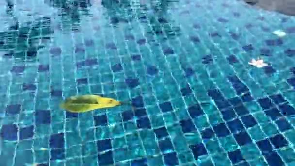 Blad falder i swimmingpoolen. – Stock-video