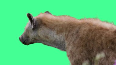 Hyena against green-screen background.4k video