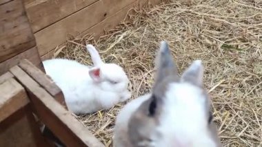 Tahta Kulübedeki Sevimli Tavşanların Yüksek Kaliteli Video Görüntüsü