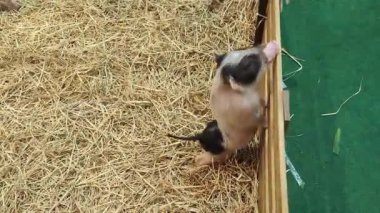 Sevimli Bebek Domuz 'un Tahta Çite Tırmanma Videosu