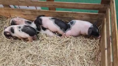 Bir Kum Domuzcuğunun Samanlıkta Dinlenen Yüksek Kaliteli Video Görüntüsü