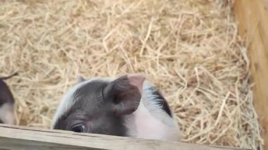 Meraklı Domuzcuğun Çevrelemesini Keşfeden Video Görüntüsü