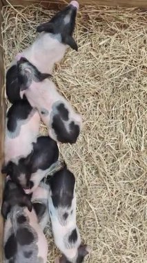 Samandan bir yatak üzerinde duran şirin bir domuzcuğun dikey görüntüsü