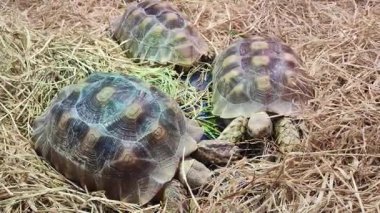 Üç Büyük Afrika Sulcata Kaplumbağası Kuru Saman 'da Dinleniyor