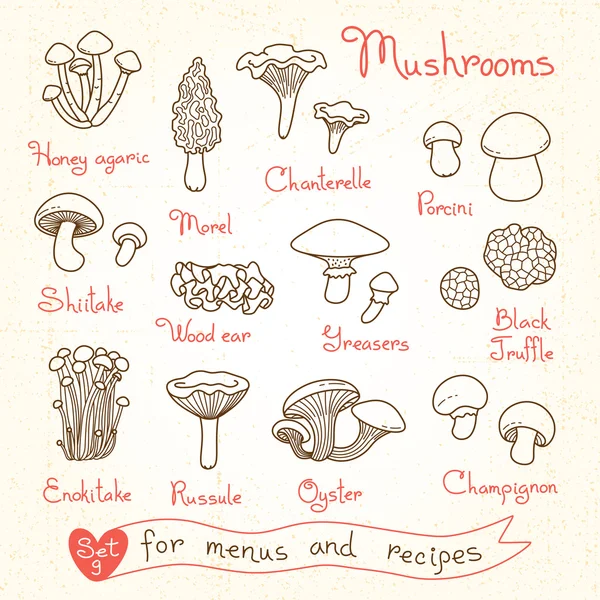 Set disegni di funghi per menu di design, ricette e confezioni prodotto . — Vettoriale Stock