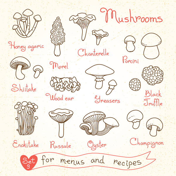 Set drawings of mushrooms for design menus, recipes and packages product.